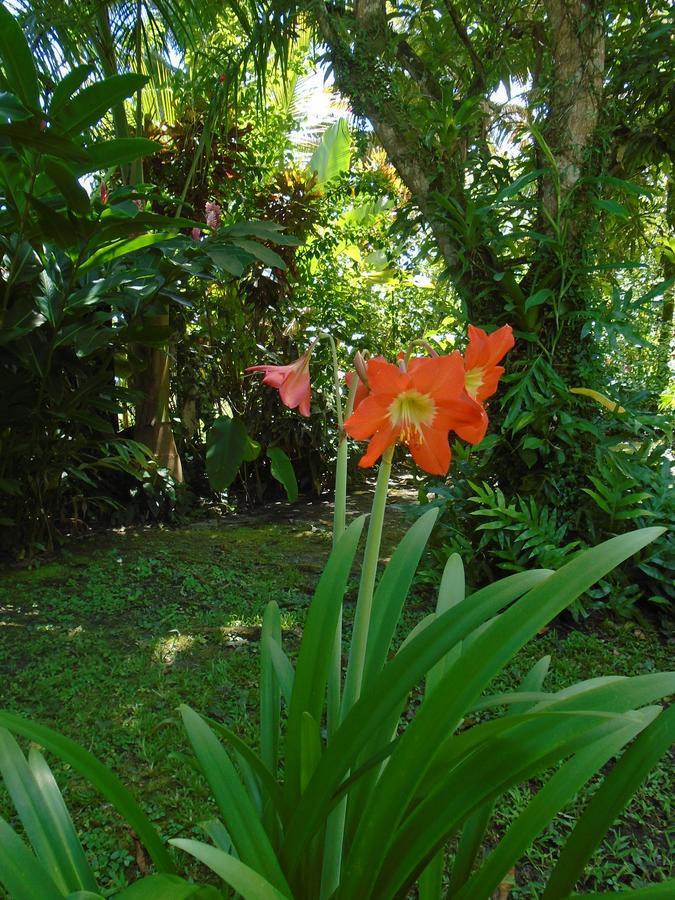 J And H Garden Cabinas Бокас-дель-Торо Экстерьер фото